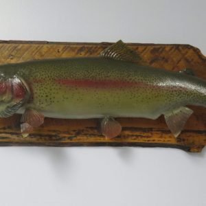 Rainbow Trout Taxidermy. F-118TR