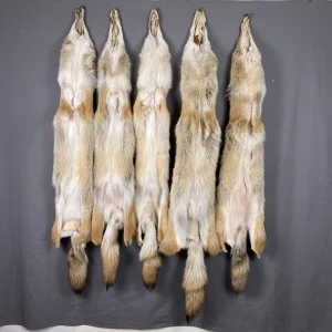 Red Coyote Hide