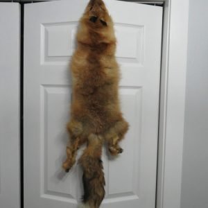 Red Fox tanned Skin. P-120RF