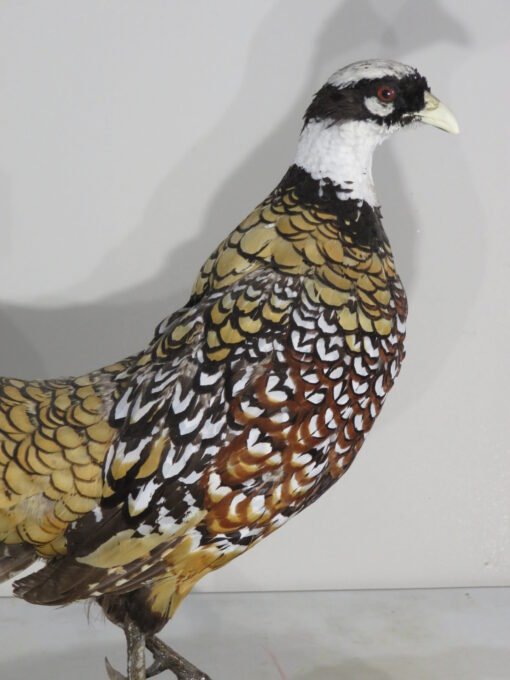 Reeves Pheasant taxidermy. T-122RE