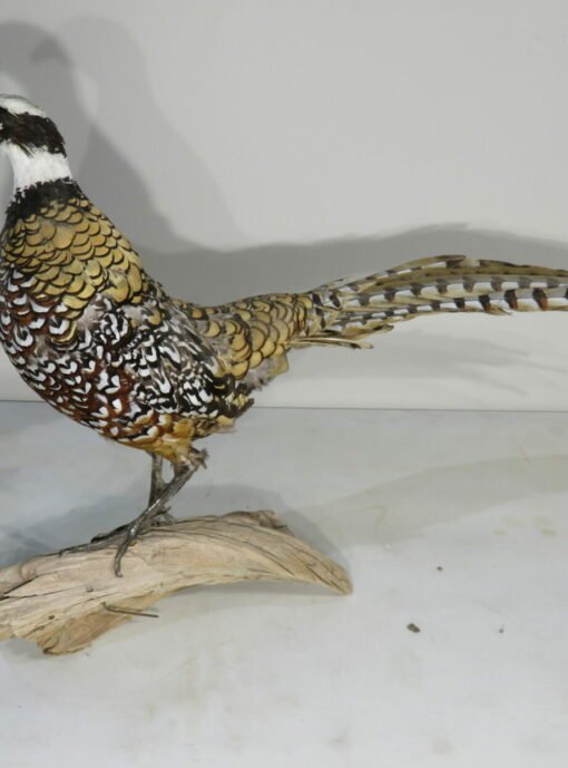 Reeves Pheasant taxidermy. T-122RE