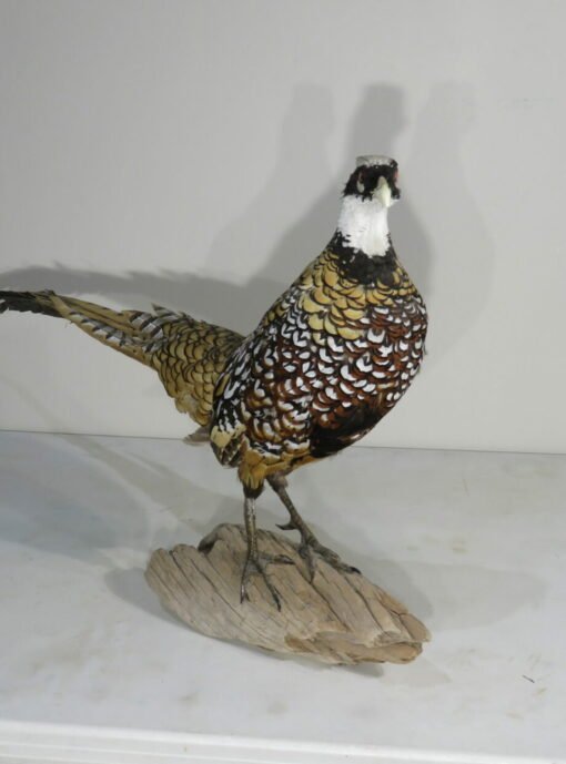 Reeves Pheasant taxidermy. T-122RE