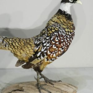 Reeves Pheasant taxidermy. T-122RE