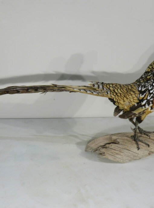 Reeves Pheasant taxidermy. T-122RE