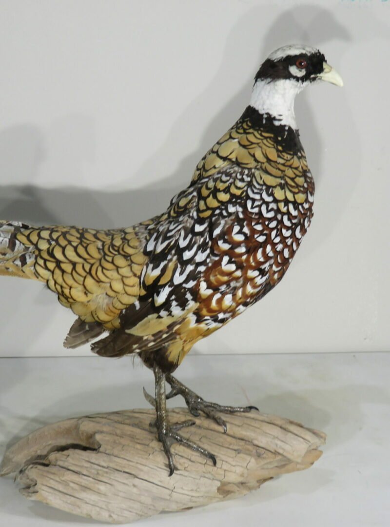 Reeves Pheasant taxidermy. T-122RE