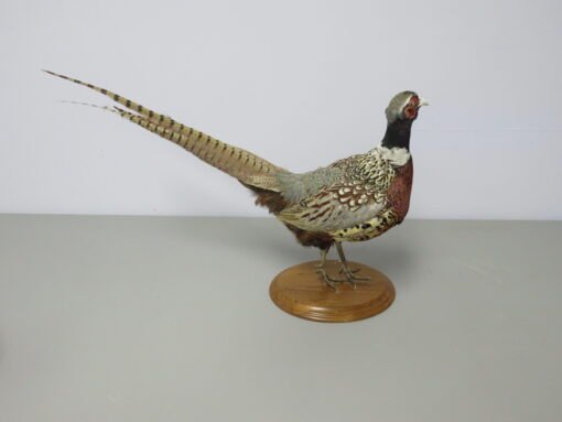 Ringneck Pheasant Standing Mount. T-123RN