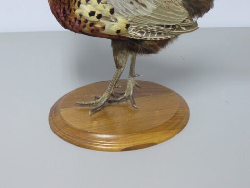 Ringneck Pheasant Standing Mount. T-123RN