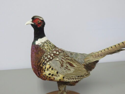 Ringneck Pheasant Standing Mount. T-123RN