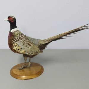Ringneck Pheasant Standing Mount. T-123RN
