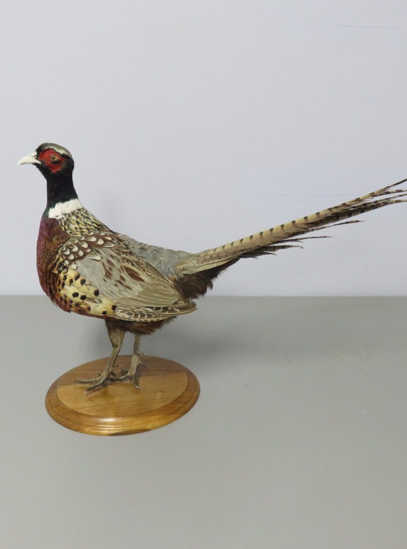 Ringneck Pheasant Standing Mount. T-123RN
