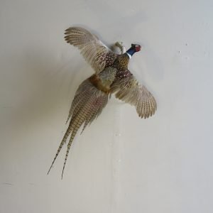 Ringneck Pheasant taxidermy. T-118PH