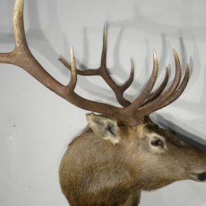 Rocky Mountain Bull Elk Taxidermy. E-129S