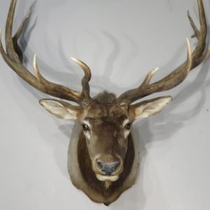 Rocky Mountain Elk 6×6 Bull Shoulder Mount. E-131S