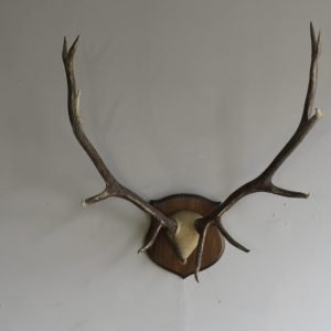 Rocky Mountain Elk Antlers On Plaque. E-120R