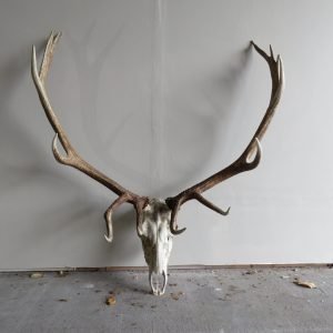 Rocky Mountain Elk European Mount E-102