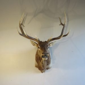 Rocky Mountain Elk Shoulder Mount. E-133S