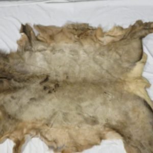Rocky Mountain Elk Tanned Skin/Hide. E-124H