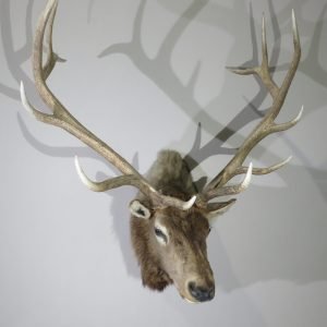 Rocky Mountain Elk Taxidermy. (360 Class) E-114M