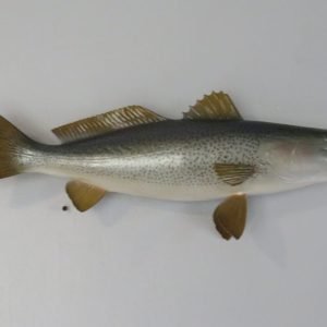Sea Trout RealSkin Taxidermy. F-108SE