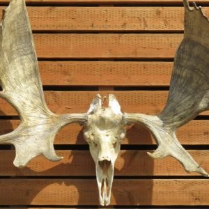 Shiras Moose European Mount. O-119MS
