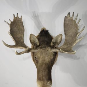 Shiras Moose Taxidermy. O-116M