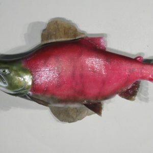 Sockeye Salmon Taxidermy Mount. F-115SS