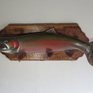 Steelhead 39″ Fish Mount. F-105St