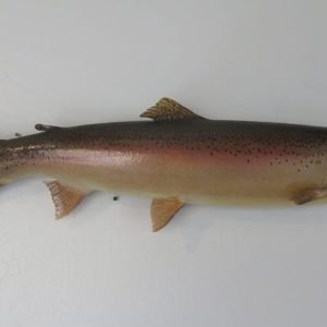 Steelhead Real Skin Taxidermy. F-111ST