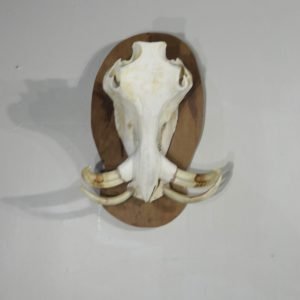 Warthog European Skull/Tusk. X-151WH
