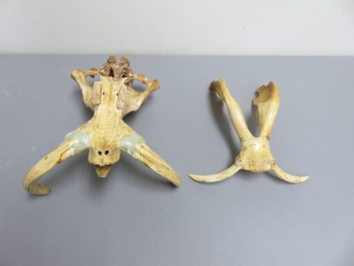 Warthog Skull and Tusks. X-152WH
