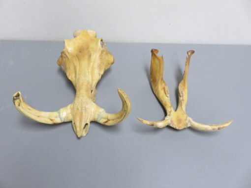 Warthog Skull and Tusks. X-152WH