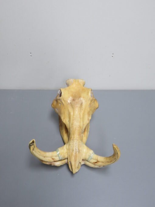 Warthog Skull and Tusks. X-152WH