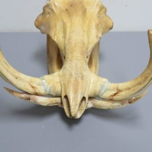 Warthog Skull and Tusks. X-152WH