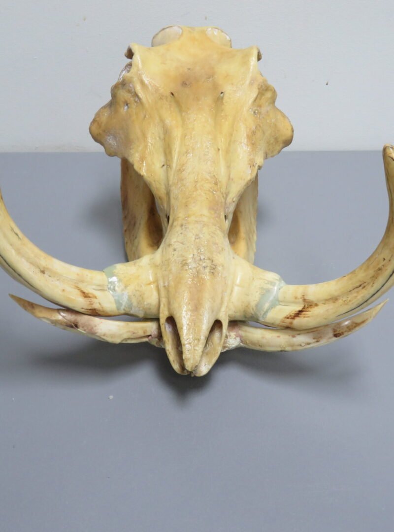 Warthog Skull and Tusks. X-152WH