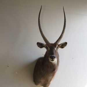 Waterbuck SCI Silver Medal Taxidermy Mount. X-167WA