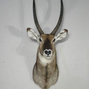 Waterbuck Taxidermy Shoulder Mount. X-165WA