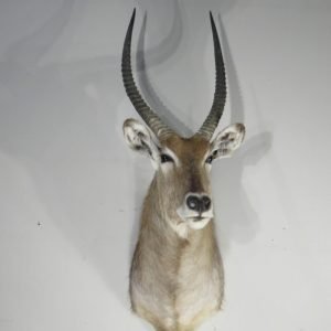 Waterbuck Trophy taxidermy Mount. X-166WA