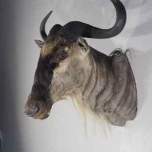 White Bearded Wildebeest Taxidermy Mount. X-144W