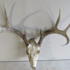 Whitetail Buck European Mount W-104E