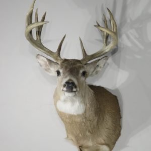 Whitetail Buck Shoulder Mount. W-138S
