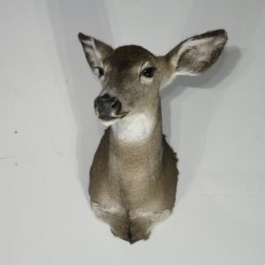 Whitetail Deer Doe Mount. W-145D