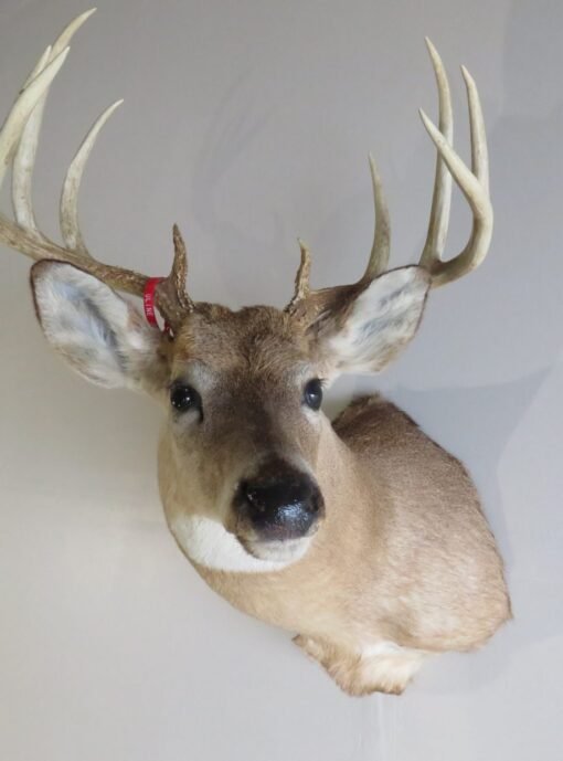 Whitetail Deer Shoulder Mount DW-112