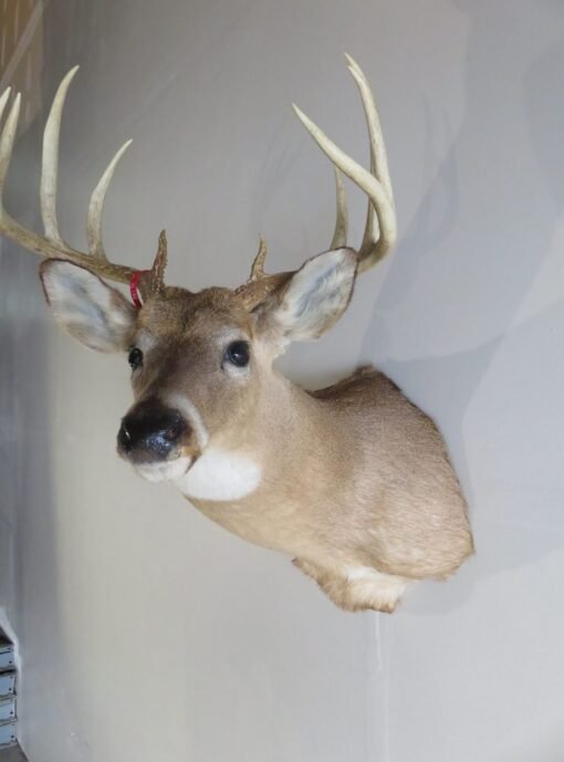 Whitetail Deer Shoulder Mount DW-112