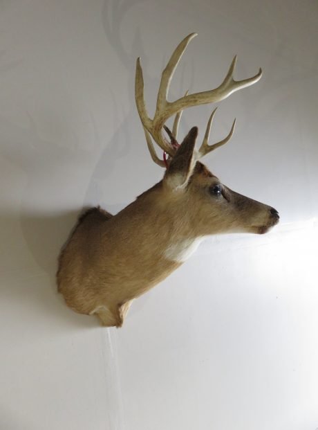Whitetail Deer Shoulder Mount DW-112