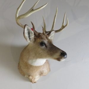 Whitetail Deer Shoulder Mount DW-112