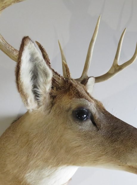 Whitetail Deer Shoulder Mount DW-112