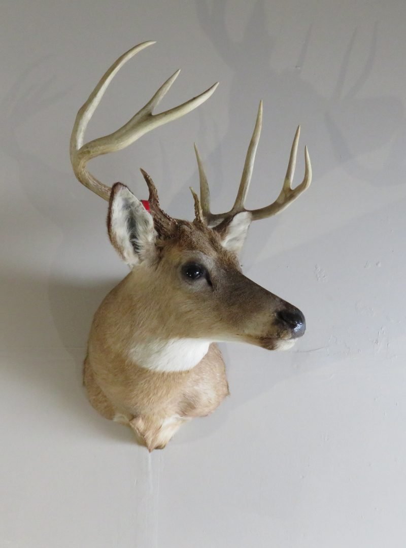 Whitetail Deer Shoulder Mount DW-112