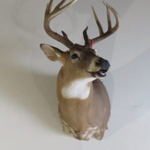 Whitetail Deer Shoulder Mount DW-113