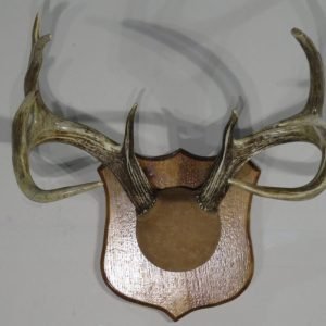 Whitetail Rack On Plaque. W-140R