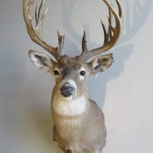 Whitetail Shoulder Mount (18 point rack) W-132